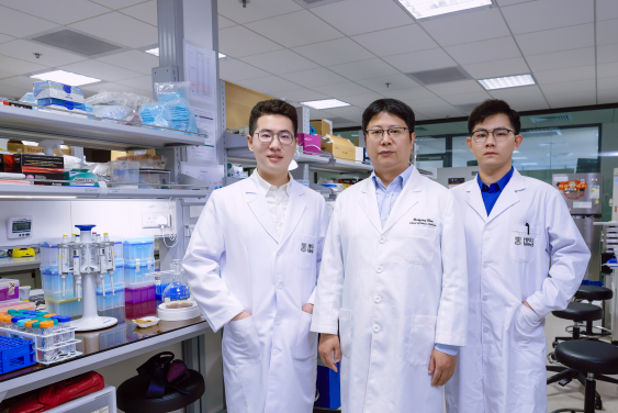 The research team led by Professor Chen Haiyong (middle) discovers a mechanism of C-reactive protein that exacerbates inflammation in diabetic kidney disease. The team members include Wang Yifan (left) and Guo Jianbo (right).
 